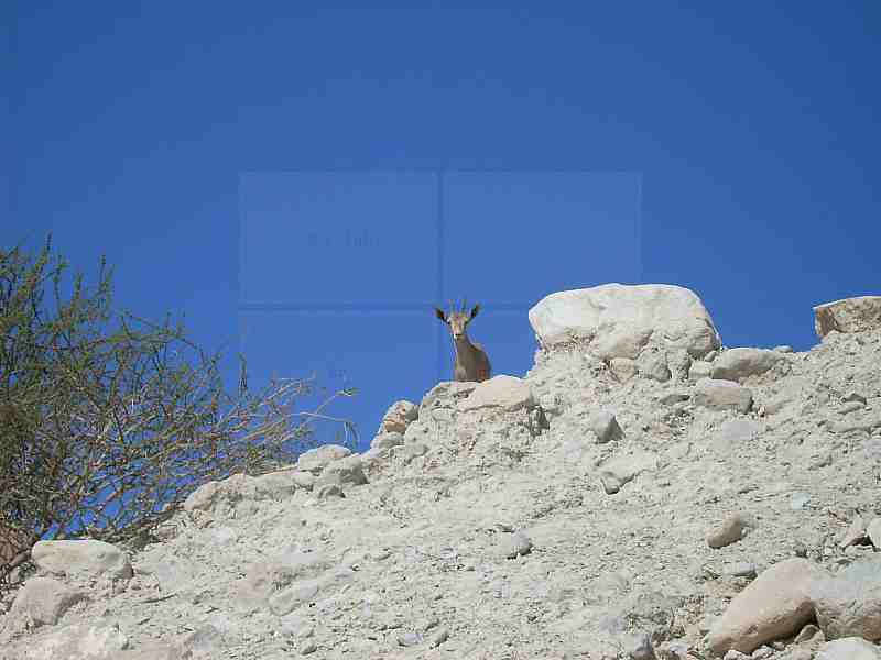 在死海附近的艾因盖迪自然保护区的另一只野山羊