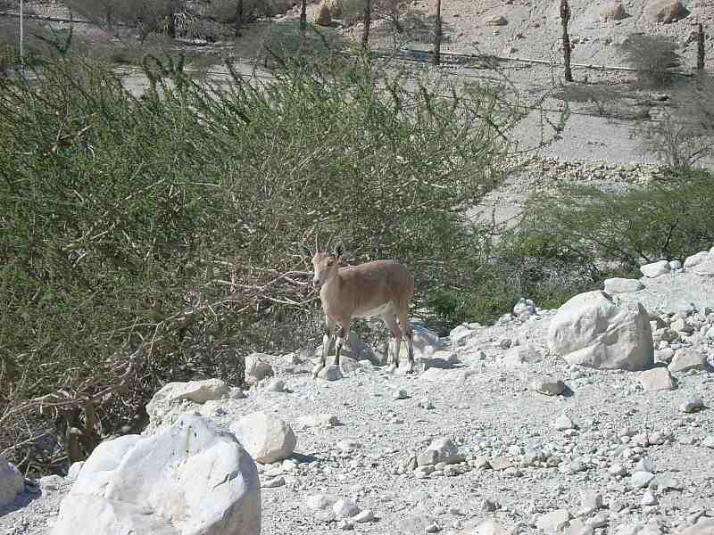 Wild goat in the Ein Gedi nature reserve near the Dead Sea