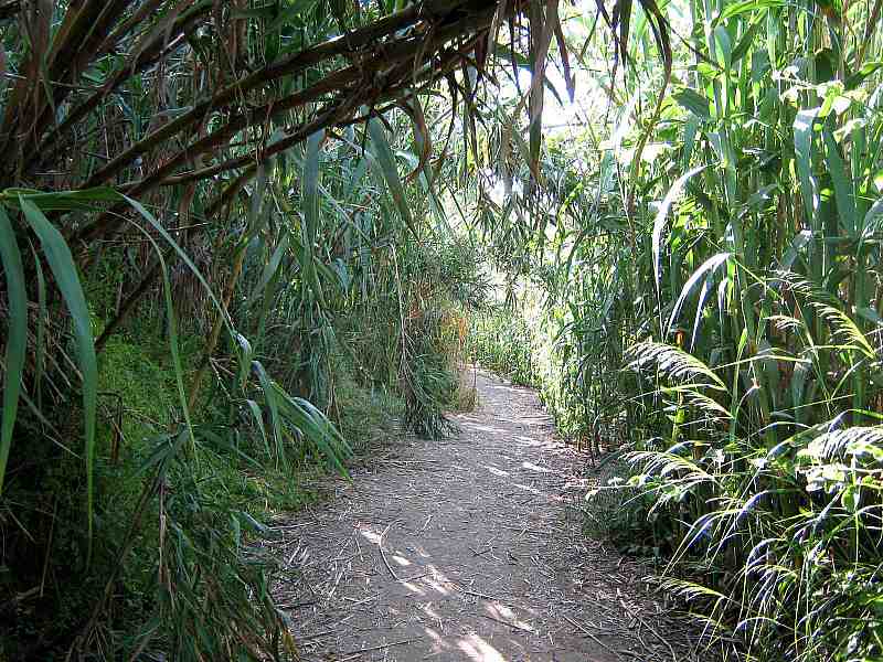 A trail parallel to the creek which surrounded by lush vegetation