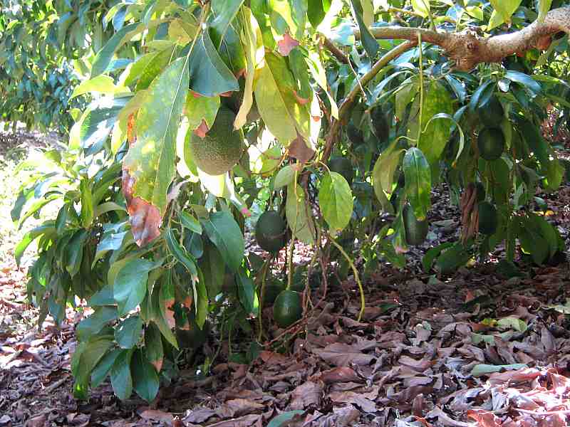 Avocado fruits hanging on a tree