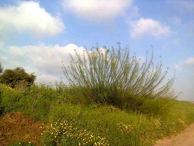 テルアビブの南東地域の植物に座っているオウム